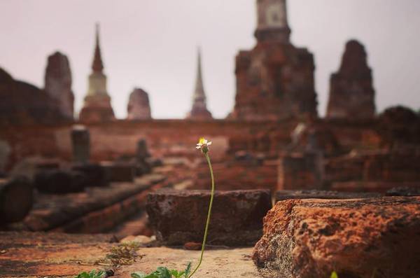 Những di sản của Ayutthaya nằm rải rác trên một diện tích rộng, nên không được quản lý thành khu vực mà được bảo quản theo từng di tích. Ảnh: siana_zebuline/instagram