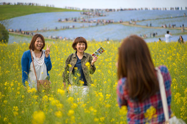 Công viên Hitachi Seaside, nằm ở Hitachinaka, tỉnh Ibaraki, Nhật Bản, bên cạnh bãi biển Ajigaura, là một công viên đầy hoa và là một điểm đến du lịch nổi tiếng.Ảnh: Aeschylus18917