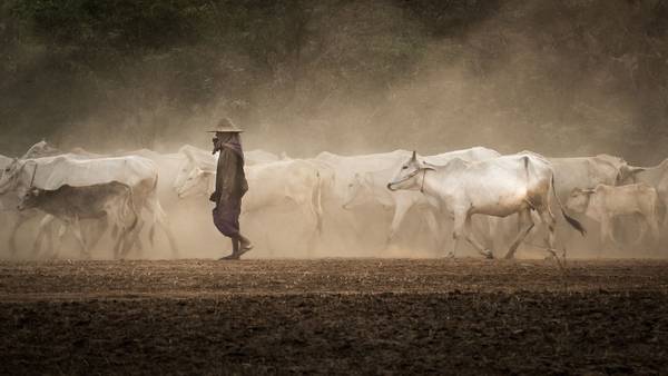 Hình ảnh những đàn bò trắng hiền lành đã trở thành một nét đẹp đặc trưng của Myanmar.