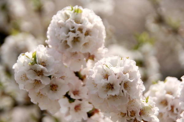 Một loại hoa đào được trồng khá nhiều ở Hàn Quốc - Ảnh Trân Duy