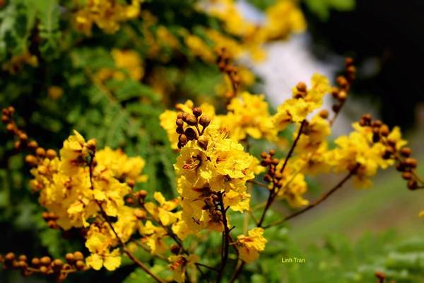 Hoa điệp vàng thường nở từ tháng 5 đến tháng 8 Dương lịch, tuy nhiên năm nay hoa nở sớm hơn.
