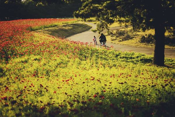 Tại đây du khách có thể thuê xe đạp chạy quanh những con đường hoa tuyệt đẹp. Ảnh: Zhao!