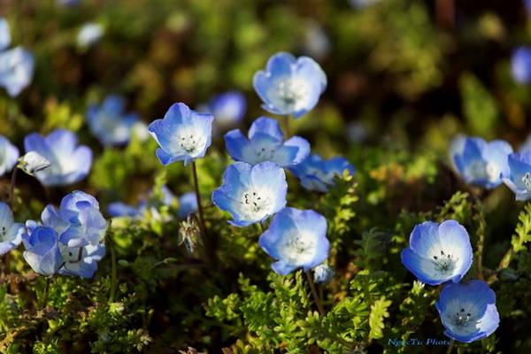 Màu xanh của hoa với màu xanh của trời tưởng chừng như liền một tấm thảm xanh của những cánh hoa mỏng manh dễ thương.