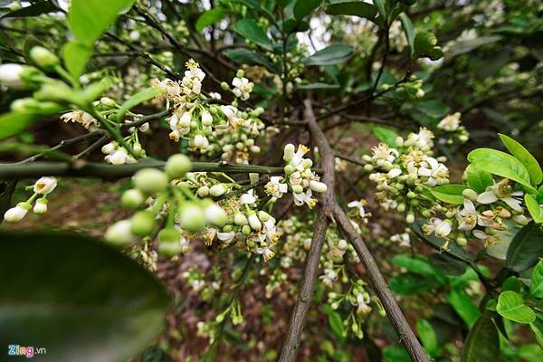 Đến vùng quê xã Bình Minh (Khoái Châu, Hưng Yên) trong tháng ba này, du khách sẽ dễ dàng được tận hưởng hương hoa bưởi. Những chùm hoa bưởi trắng muốt, tỏa hương dịu dàng trong gió gợi bao ký ức về tuổi thơ yên bình nơi làng quê.