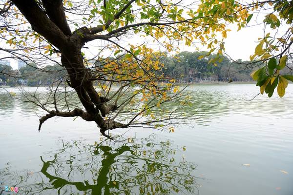 Sát bên hồ Gươm (quận Hoàn Kiếm), hai cây lộc vừng cũng đang thay lá, soi bóng xuống mặt nước hồ xanh biếc.