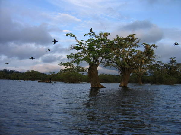 Công viên quốc gia Cuyabeno thuộc vùng Amazon ở địa phận Ecuador là khu rừng ngập nước - Ảnh: flickr