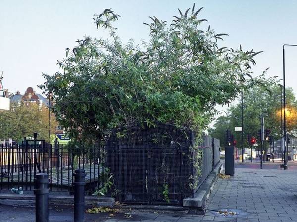 Agnese cho biết: “Chúng là một phần đặc biệt của thành phố tuy nhiên không còn ai sử dụng và để ý tới nữa nên chúng cũng là những không gian bị bỏ quên”. Một nhà vệ sinh cổ khác ở Standford Hill, phía bắc London lại bị cây cỏ mọc um tùm che kín.