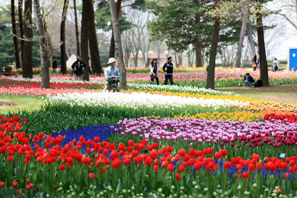 Với diện tích hơn 3,5ha, công viên Hitachi luôn đẹp rực rỡ bởi những cánh đồng hoa nở rộ quanh năm. Ảnh: Macky