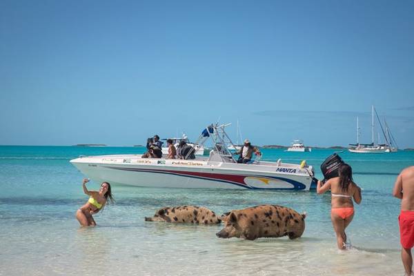Những con lợn trên đảo rất thân thiện. Chúng phản ứng với du khách tùy theo thái độ của họ. Ảnh: Nytimes.