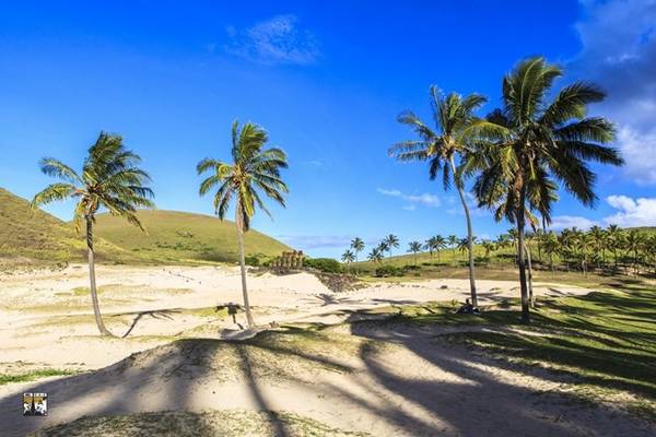 Cảnh quan thiên nhiên tươi đẹp ngày nay của đảo Phục Sinh thu hút ngày càng nhiều khách du lịch nước ngoài. Chúng tôi có thể dạo chơi trên những bãi biển rợp bóng dừa bên cạnh những tượng đá Moai bí ẩn thách thức với thời gian.