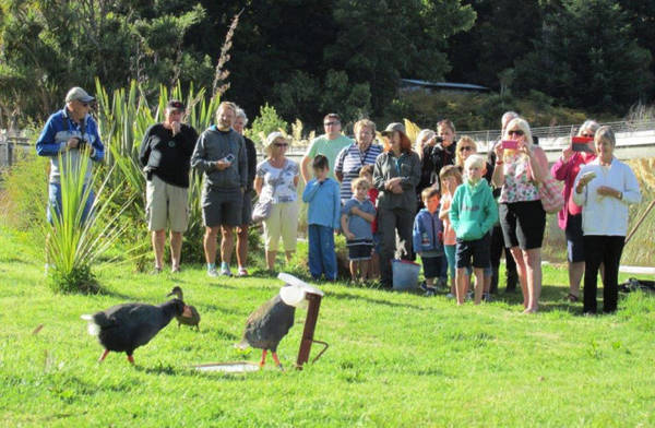 Du khách ngắm loài chim không biết bay takahe tại vườn chim Te Anau - Ảnh: doc.govt.nz