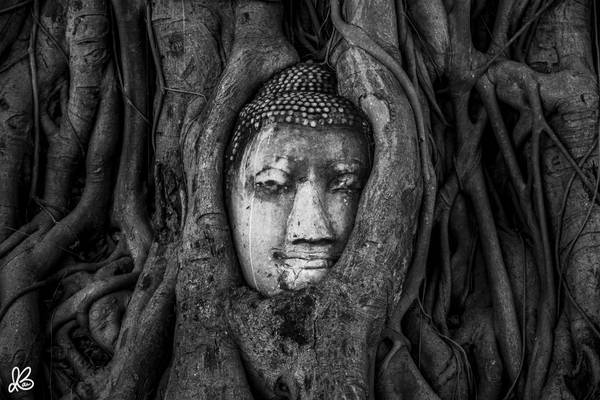Hình ảnh khiến nhiều du khách tới Ayutthaya ấn tượng chính là hình mặt phật được bao bọc trong rễ cây ở chùa Wat Mahathat tạo thành một bức tranh sống động và lạ kỳ. 