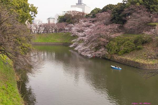 Dọc hai bên con kênh Chidorigafuchi - một trong những nơi ngắm hoa anh đào đẹp nhất Tokyo, những nụ hoa đầu tiên cũng đã hé nở. Bạn có thể thuê thuyền đi dọc con kênh ngắm hoa, chụp ảnh.