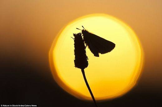 Một con bướm Essex Skipper tại Schalleven, Hà Lan.