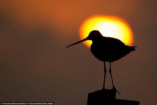 Chú chim Godwit đuôi đen đang nhìn về phía biển.