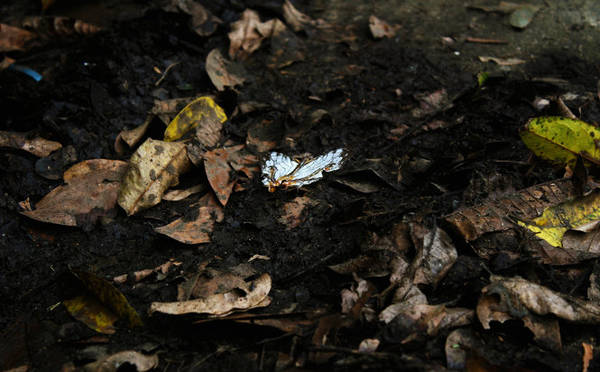 Một chú bướm đậu trên đám lá khô - Ảnh: Minh Đức