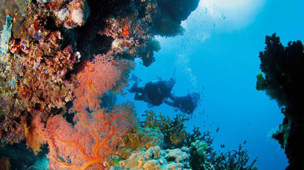 Great Barrier Reef - rạn san hô lớn nhất thế giới và được UNESCO công nhận là di sản thế giới vào năm 1981.