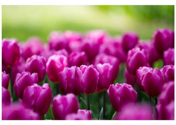 Hoa tulip hồng tím - Ảnh: Phan An