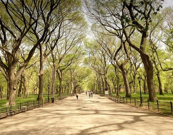 Con đường quen thuộc trong Central Park. (Ảnh: James)