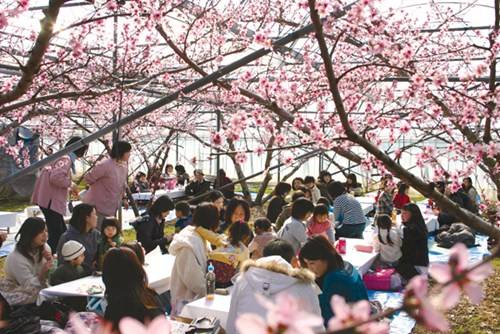 Tổ chức "Hanami" dưới bóng anh đào là một nét văn hóa truyền thống được mong đợi khi dịp Xuân về