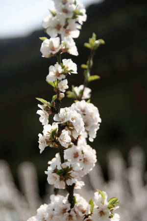 Một loại hoa đào Hàn Quốc - Ảnh: Trân Duy