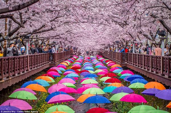 Bức ảnh này được chụp tại lễ hội hoa anh đào Gunhangje. Jinhae là quê hương của hội hoa anh đào lớn nhất Hàn Quốc và đây là địa điểm dành cho tất cả những ai yêu hoa anh đào. Lễ hội hoa anh đào tại đây thường diễn ra trong vòng 10 ngày với nhiều hoạt động sôi nổi như các cuộc diễu hành và các bữa tiệc ẩm thực đường phố.