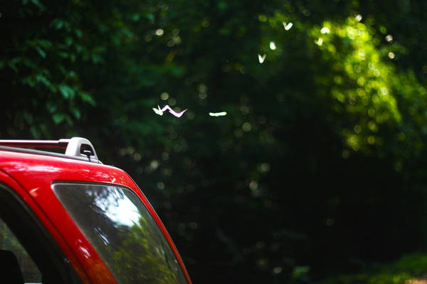 Đàn bướm bay theo ôtô - Ảnh: Minh Đức