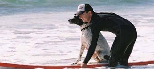 Teevan McManus đã dạy cho rất nhiều vị khách từng đến nghỉ ở Loews Coronado Bay Resort & Spa, California, Mỹ cùng cún cưng của họ học lướt sóng. Chàng huấn luyện viên dày dặn kinh nghiệm này cho biết các con vật bốn chân thậm chí còn học nhanh hơn con người.