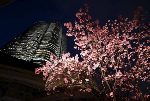 Hoa anh đào được chiếu sáng cạnh tháp Roppongi Hills Mori ở Tokyo. Ảnh: Toru Hanai/Reuters.
