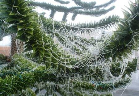 Cây thông Noel trang trí bằng mạng nhện giả của người dân Ucraine