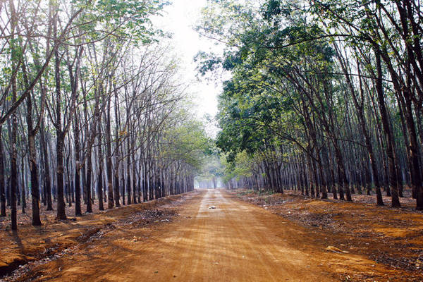 Con đường chia đôi rừng cao su - Ảnh: Bùi Minh Đức