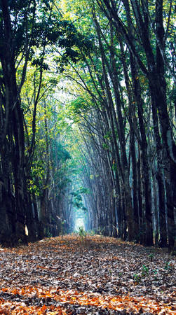 Lối đi hun hút giữa cánh rừng, chỉ còn một chấm sáng xa thẳm - Ảnh: Bùi Minh Đức