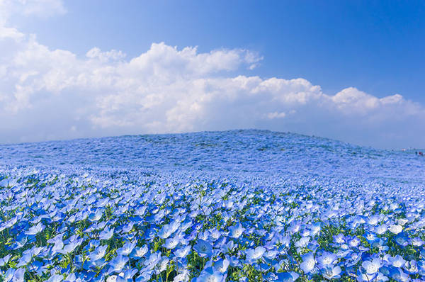 Hàng năm, công viên đều tổ chức lễ hội Hanami Nemophila - lễ hội ngắm hoa. Choáng ngợp trước sắc xanh của những đồi hoa Nemophila là cảm nhận của hầu hết các du khách khi đến đây vào mỗi dịp lễ hội. Ảnh: ST