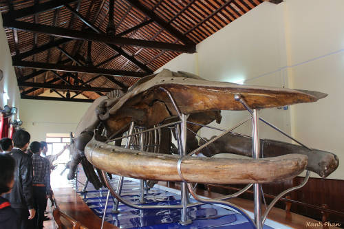 Dinh Vạn Thủy Tú trưng bày Bộ xương cá cá voi lưng xám với chiều dài 22m, nặng 65 tấn.