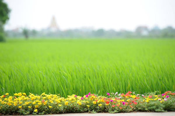 Hoa được trồng xuyên suốt trên nhiều tuyến, chạy dọc qua những cánh đồng lúa đang xanh mơn mởn.