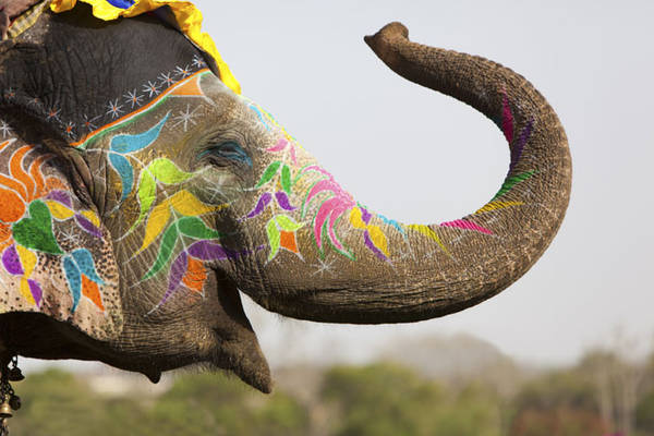 Lễ hội bắt đầu với cuộc diễu hành của đàn voi trong trang phục truyền thống lộng lẫy.