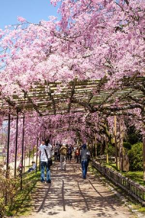 Con đường hoa anh đào bồng bềnh như mây ở Kyoto, Nhật Bản.