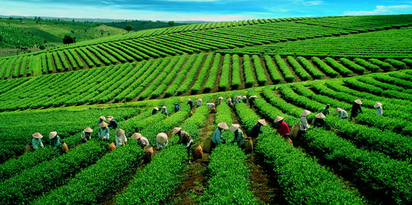 Là xứ sở của những cây công nghiệp lâu năm như chè, cà phê và dâu, từ lâu Bảo Lộc đã nổi tiếng với những đồi chè xanh ngút tầm mắt. Ảnh: duongbo