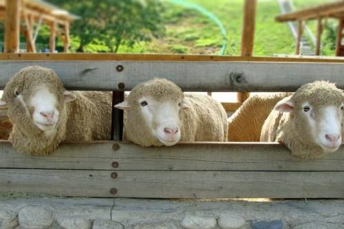Nông trại cừu Daegwallyeong Deagwallyeong là nông trại duy nhất ở Hàn Quốc chỉ nuôi cừu, nằm trên ngọn đồi cao 850 - 900 m so với mực nước biển. Khoảng 200 con cừu được nuôi dưỡng trên những đồng cỏ xanh rộng tới hơn 200.000 m2. Con đường mòn và khu vực bao quanh nông trại tạo nên cảnh đẹp như tranh suốt năm. Daegwallyeong cũng là một phim trường nổi tiếng của Hàn Quốc. Du khách có thể tới tham quan nông trại và xem thu hoạch lông cừu vào khoảng tháng 4 -6 hàng năm. Ảnh: Blogspot.