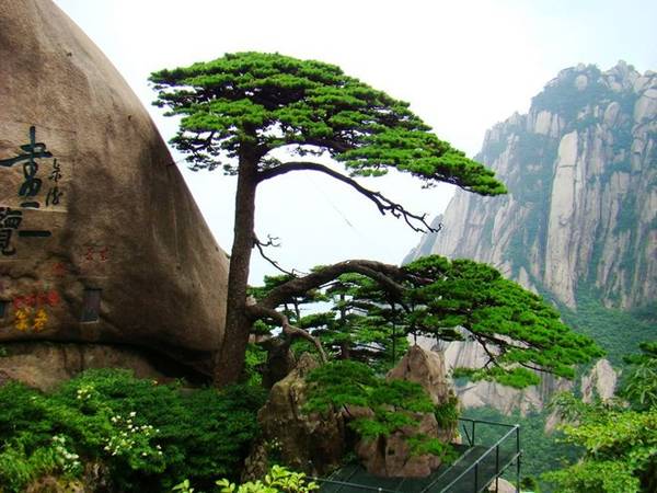 Một là vẻ đẹp của cây thông. Hoàng Sơn có hàng trăm nghìn gốc thông cổ trên một trăm năm tuổi. Đặc biệt hơn cả là cây thông nghênh khách trên ngọn Ngọc Nữ - tượng trưng của Hoàng Sơn. Ảnh: Baike.