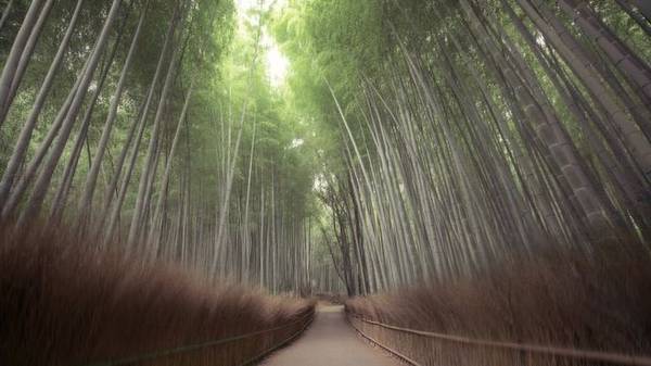 Rừng tre nổi tiếng ở Arashiyama, Nhật Bản.