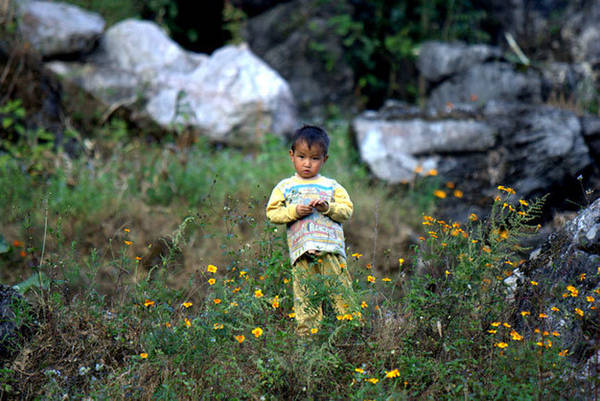 Trẻ em cao nguyên đá với hoa cúc cam - Ảnh: Thủy Trần