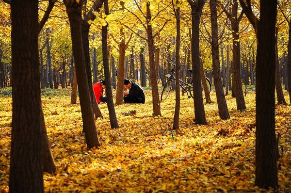 Rời xa trung tâm Bắc Kinh một chút, bạn có thể tới núi Baiwang hay Vạn Lý Trường Thành (khu Bát Đạt Lĩnh) để ngắm lá phong, cảm nhận dư vị tuyệt diệu của mùa thu trên mảnh đất này. Ảnh: Baike