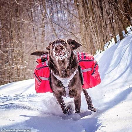 Tài khoản @noemilag chia sẻ hình ảnh chú chó trong tuyết.