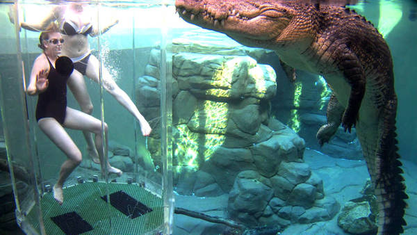 Lặn cùng cá sấu nước mặn