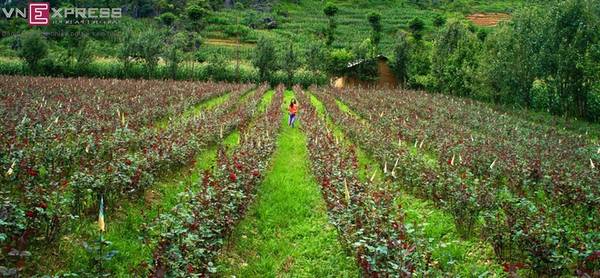 Những người thích du lịch bụi thường trìu mến gọi Sủng Là với tên gọi "đóa hồng của tỉnh". Đây là một trong những vựa trồng hoa hồng nổi tiếng nhất Hà Giang.