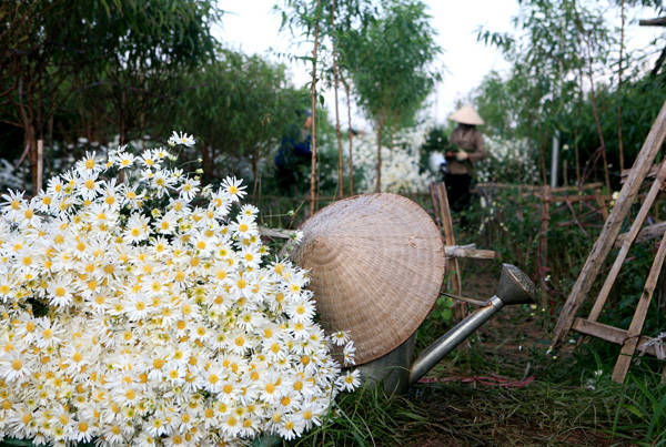 Cúc họa mi được trồng nhiều nhất ở các làng hoa như Tây Tựu, Nhật Tân... Vào mùa hoa, người dân ở đây thường thức dậy từ sớm để cắt hoa, phân loại rồi mang ra chợ bán. Ảnh: Lê Bích