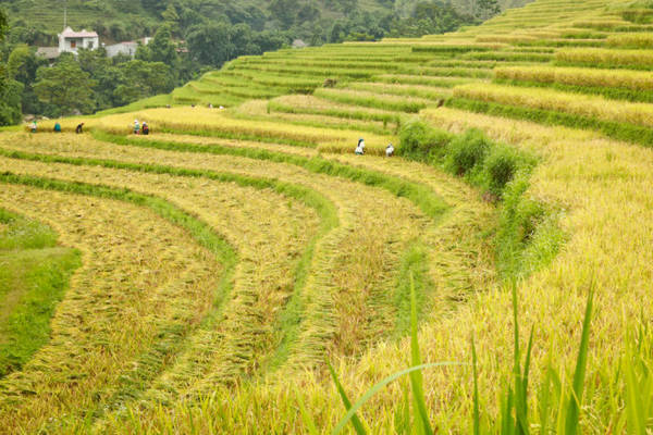 Người dân thu hoạch lúa ở Mường Hum - Ảnh: Tiến Thành
