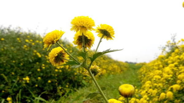  Giữa mùa đông lạnh, cánh đồng hoa cúc như đang tỏa nắng - Ảnh: N.P.Huệ