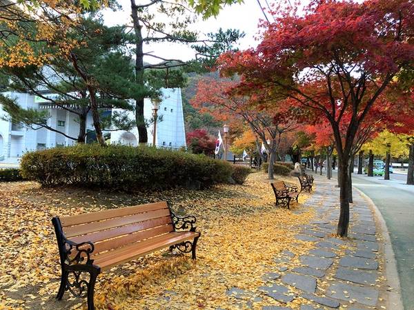 Màu đỏ rực của những hàng phong cũng góp phần tạo nên một mùa thu ấn tượng trong lòng du khách. Trong ảnh là con đường dẫn vào phim trường Mungyeong nổi tiếng với những hàng ngân hạnh và phong được trồng đan xen.